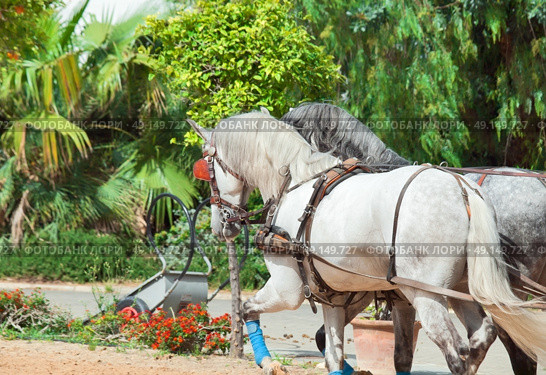  beautiful horse-drawn in Andalusia,  Spain. Стоковое фото, агентство Ingram Publishing / Фотобанк Лори