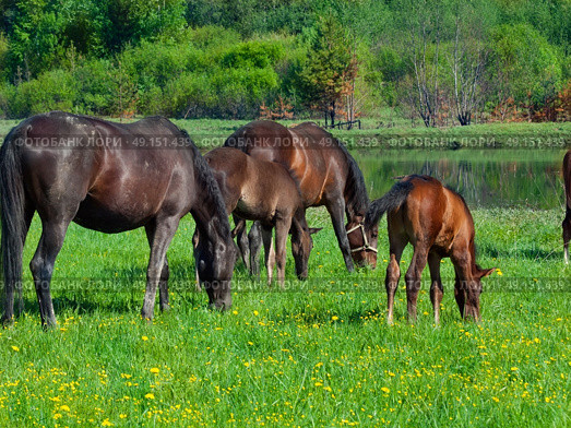  group horses in the pasture. day. Стоковое фото, агентство Ingram Publishing / Фотобанк Лори