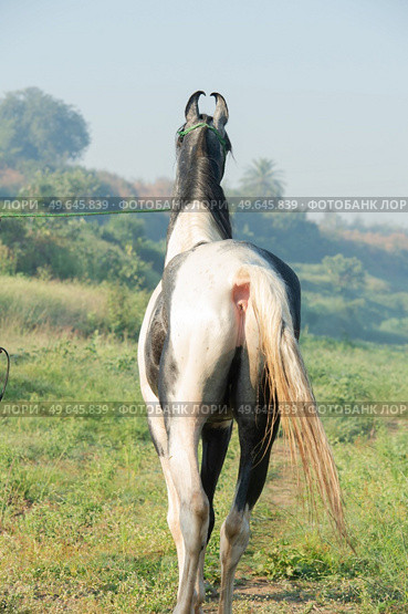  portrait of beautiful grey Marwari  young stallion  posing   at early morning . india. . Стоковое фото, агентство Ingram Publishing / Фотобанк Лори