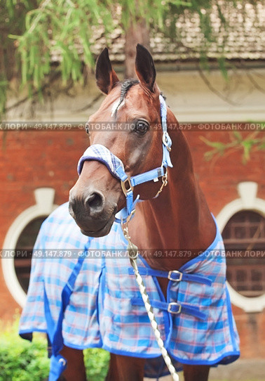  portrait of beautiful sportive horse  dressed in blue blanket and halter . Стоковое фото, агентство Ingram Publishing / Фотобанк Лори