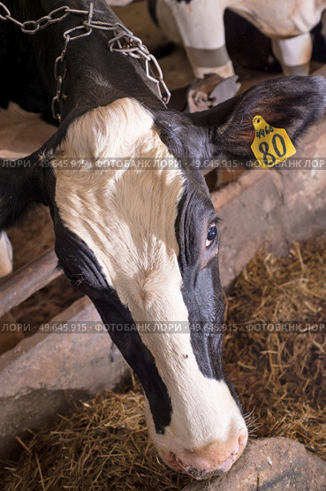  portrait of  cow feeding  at farm. dairy industry. Стоковое фото, агентство Ingram Publishing / Фотобанк Лори