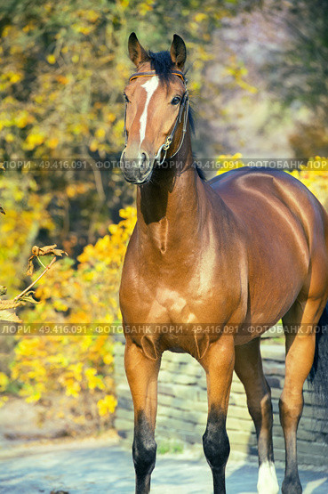  portrait sportive warmblood horse posing against yellow leaves. Стоковое фото, агентство Ingram Publishing / Фотобанк Лори
