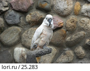 Молуккский какаду. Стоковое фото, фотограф Ольга Шаран / Фотобанк Лори