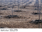 Фон: вид на ряды молодых саженцев в дымке. Стоковое фото, фотограф Крупнов Денис / Фотобанк Лори