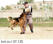 Немецкая овчарка кусающая за рукав мужчину (тренировка "на рукав") (2007 год). Редакционное фото, фотограф Андрей Жданов / Фотобанк Лори