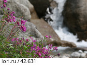 Иван-чай. Стоковое фото, фотограф Андрюхина Анастасия / Фотобанк Лори