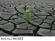 Всюду жизнь. Стоковое фото, фотограф Максим Яковлев / Фотобанк Лори