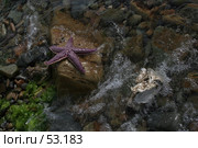 Морская звезда. Стоковое фото, фотограф Андрюхина Анастасия / Фотобанк Лори