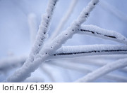 Изморозь, иней. Hoarfrost. Стоковое фото, фотограф Argument / Фотобанк Лори