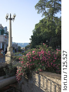 Кисловодск. Розовый куст. (2006 год). Редакционное фото, фотограф Михаил Котов / Фотобанк Лори