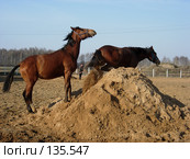 Молодые кобылки играют в "царь горы" Стоковое фото, фотограф Анастасия Некрасова / Фотобанк Лори