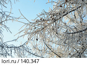 Ветки лиственницы,покрытые инеем на фоне голубого неба. Стоковое фото, фотограф Круглов Олег / Фотобанк Лори