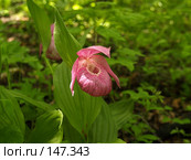 Орхидея в Приморской тайге. Венерин башмачок крупноцветковый (лат. Cypripedium macranthon) Стоковое фото, фотограф Олег Рубик / Фотобанк Лори