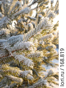 Pine \ Сосна. Стоковое фото, фотограф Лифанцева Елена / Фотобанк Лори
