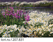 Цветник (2005 год). Редакционное фото, фотограф Егорова Елена / Фотобанк Лори