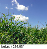 Трава на фоне голубого неба. Стоковое фото, фотограф ElenArt / Фотобанк Лори