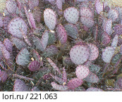 Шипы фиолетового кактуса. Опунция (prickly pear).Пустыня Sonoran. США. Стоковое фото, фотограф Julia Nelson / Фотобанк Лори