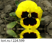 Анютины глазки. Viola wittrockiana. Стоковое фото, фотограф Юрий Борисенко / Фотобанк Лори
