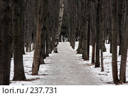 Аллея в парке. Стоковое фото, фотограф Антон Перегрузкин / Фотобанк Лори
