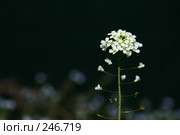 Белый полевой цветок. Стоковое фото, фотограф Demyanyuk Kateryna / Фотобанк Лори