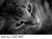 Котенок. Стоковое фото, фотограф Андрей Доронченко / Фотобанк Лори