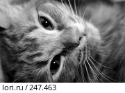 Мордочка котенка. Стоковое фото, фотограф Андрей Доронченко / Фотобанк Лори