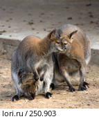Семья кенгуру. Kangaroo family. Стоковое фото, фотограф Тимофей Косачев / Фотобанк Лори