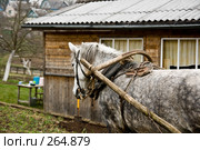Рабочая лошадь на дачном участке. Стоковое фото, фотограф Светлана Кучинская / Фотобанк Лори