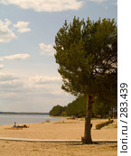 Сосна на пляже. Селигер (2008 год). Редакционное фото, фотограф Алина Голышева / Фотобанк Лори