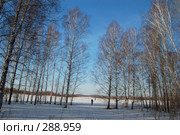 Весна в лесу. Стоковое фото, фотограф Селигеев Андрей Иванович / Фотобанк Лори