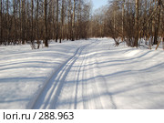 Дорога в лесу. Стоковое фото, фотограф Селигеев Андрей Иванович / Фотобанк Лори