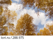 Золотая осень в Сибири. Стоковое фото, фотограф Селигеев Андрей Иванович / Фотобанк Лори
