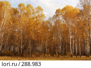 Золотая осень в Сибири. Стоковое фото, фотограф Селигеев Андрей Иванович / Фотобанк Лори