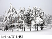Елочки-подружки. Стоковое фото, фотограф Юлия Бочкарева / Фотобанк Лори