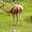 Лама гуанако. Lama guanaco. Стоковое фото, фотограф Ирина Иглина / Фотобанк Лори