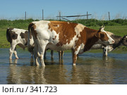 Водопой. Стоковое фото, фотограф Талдыкин Юрий / Фотобанк Лори