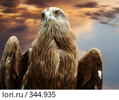 Чёрный коршун (milvus migrans ). Хищная птица. Стоковое фото, фотограф Карелин Д.А. / Фотобанк Лори