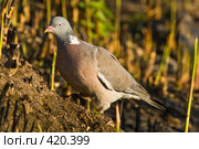 Голубь вяхирь, или витютень (Columba palumbus) Стоковое фото, фотограф Василий Вишневский / Фотобанк Лори