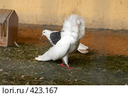 Голубь. Якобин белый. Стоковое фото, фотограф Алексей Зарубин / Фотобанк Лори