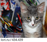 Котёнок на цветном фоне. Стоковое фото, фотограф Никонор Дифотин / Фотобанк Лори
