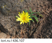 Ястребинка зонтичная ( Hieracium umbellatum), растущая среди камней. Стоковое фото, фотограф Заноза-Ру / Фотобанк Лори