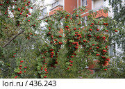 Богатый урожай рябины (2008 год). Стоковое фото, фотограф Юрий Синицын / Фотобанк Лори