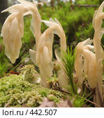 Подъельник обыкновенный (Monotropa hypopitys). Макро. Стоковое фото, фотограф Илекс / Фотобанк Лори