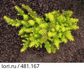 СЕДУМ, или ОЧИТОК (SEDUM) сем. Толстянковые. Стоковое фото, фотограф Заноза-Ру / Фотобанк Лори