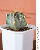 Астрофитум орнатум (Astrophytum ornatum) Стоковое фото, фотограф Галина Лукьяненко / Фотобанк Лори