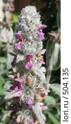 Стахис шерстистый, чистец, "овечьи ушки". Stachys lanata. Стоковое фото, фотограф Заноза-Ру / Фотобанк Лори