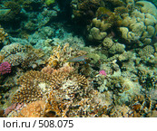 Рыба (Thalassoma rueppellii) на коралловом рифе Красного моря. Стоковое фото, фотограф Владимир Чинин / Фотобанк Лори
