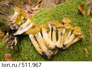 Грибы опята осенние, настоящие.Трихоломовые или рядовковые. Armillaria mellea. L. Стоковое фото, фотограф Федор Королевский / Фотобанк Лори