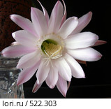 Бутоны кактуса Echinopsis hybr. Стоковое фото, фотограф Галина Хорошман / Фотобанк Лори
