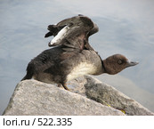 Нырковая утка - обыкновенный гоголь (Bucephala clangula) Стоковое фото, фотограф Беляева Наталья / Фотобанк Лори